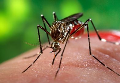 Zika virus disease