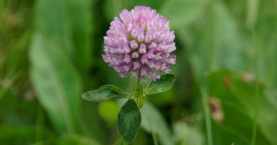 Benefits of Using Red Clover Benefits of Using Red Clover