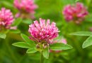 Heal Yourself With Red Clover